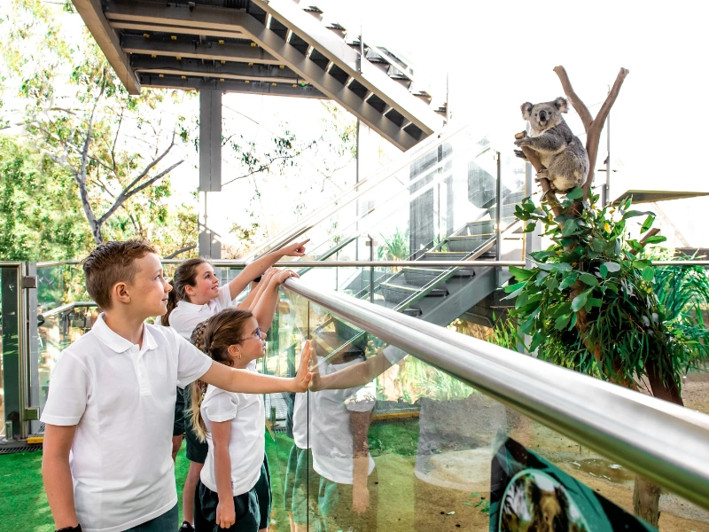 Interactive Port Macquarie student wildlife tours for school groups exploring natural habitats