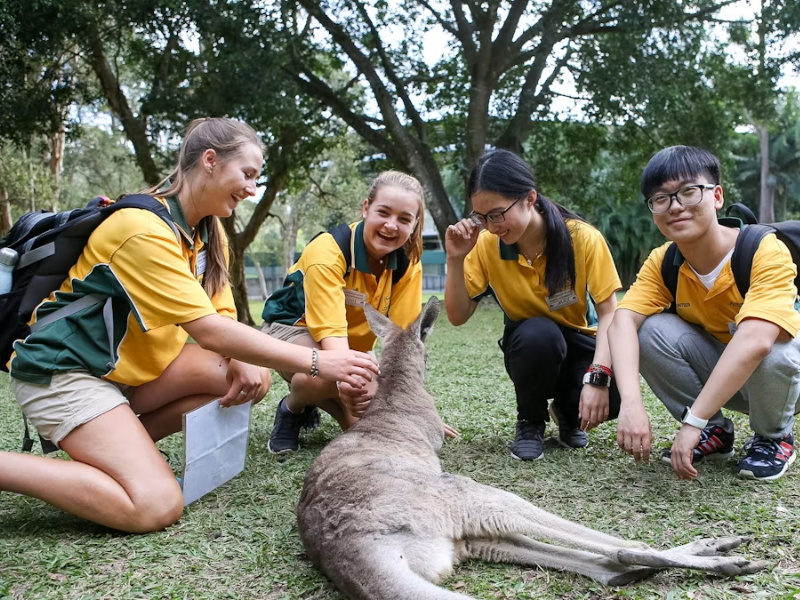 phillip island wildlife excursion